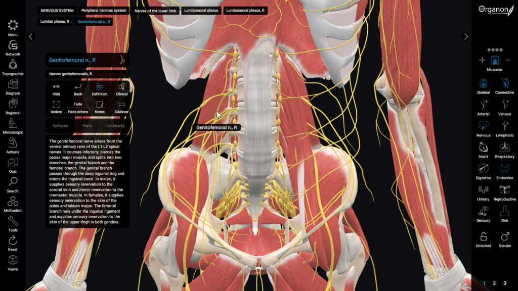 3D Organon software - showing the definition of genitofemoral nerve
